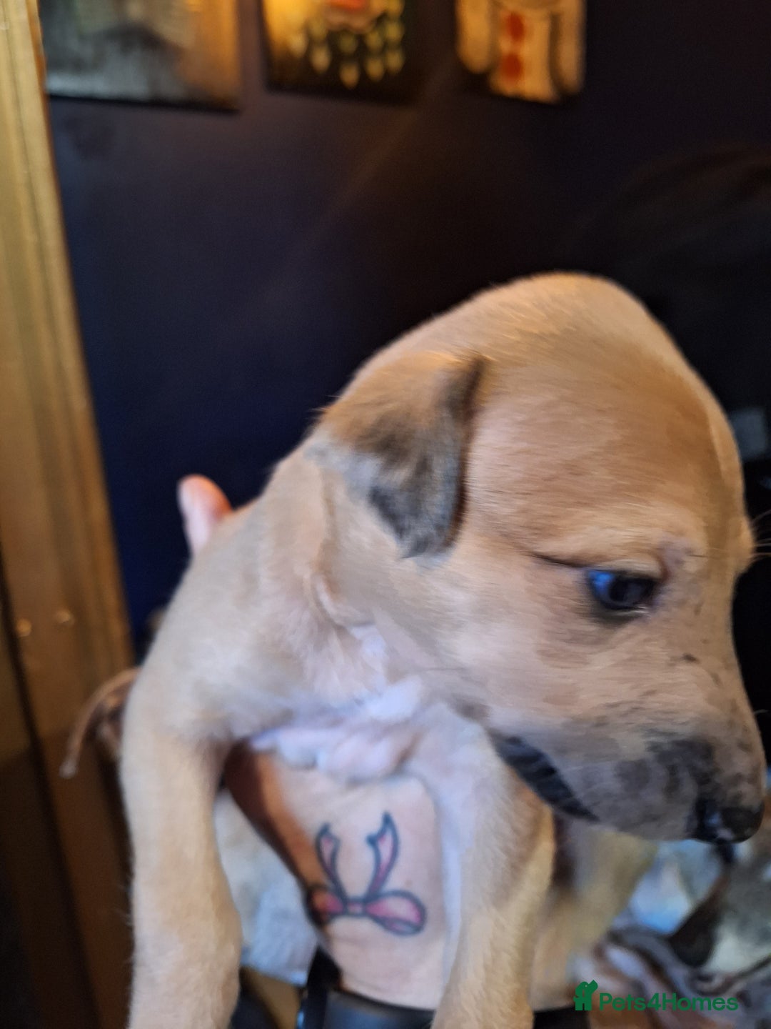 Lurcher dogs for sale: Really Now saluki Lurcher  - Advert 16