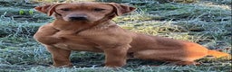 Labrador Retriever dogs for stud: EXTENSIVELY HEALTH TESTED FOX RED LABRADOR AT STUD in Petworth - Advert 4
