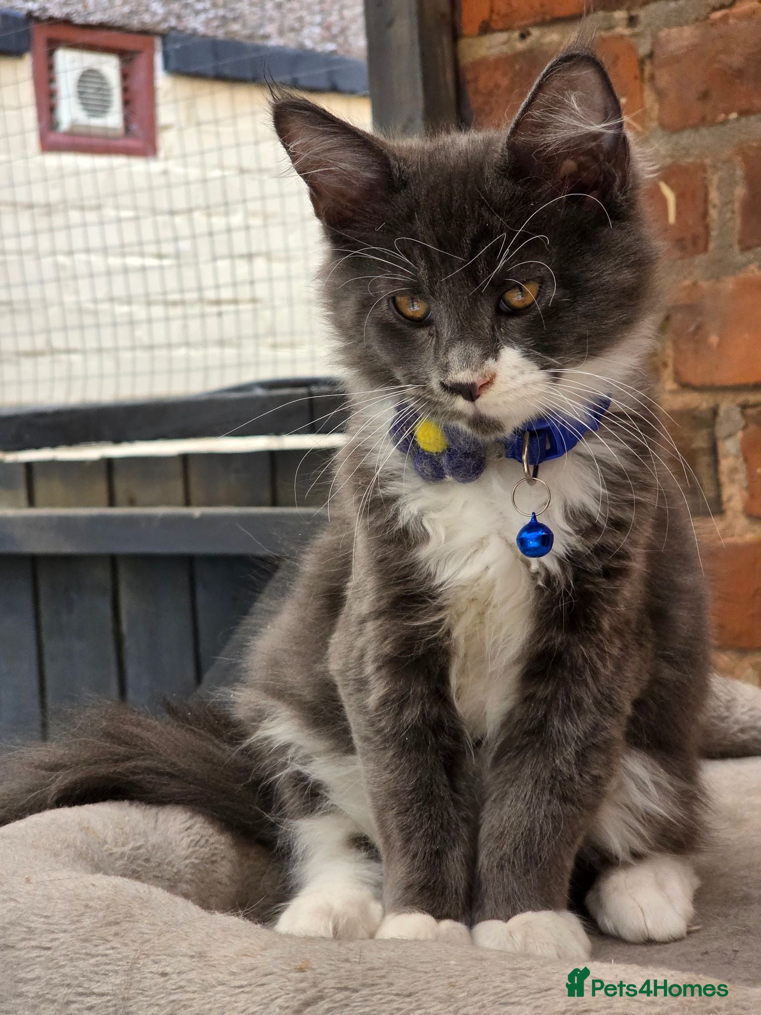 Maine Coon cats TICA Registered Maine Coon Kittens  - Advert 1