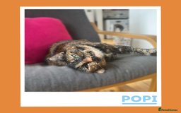 Mixed Breed cats for adoption: Snuggle Twins! - Image 2