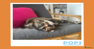 Mixed Breed cats - Advert 1