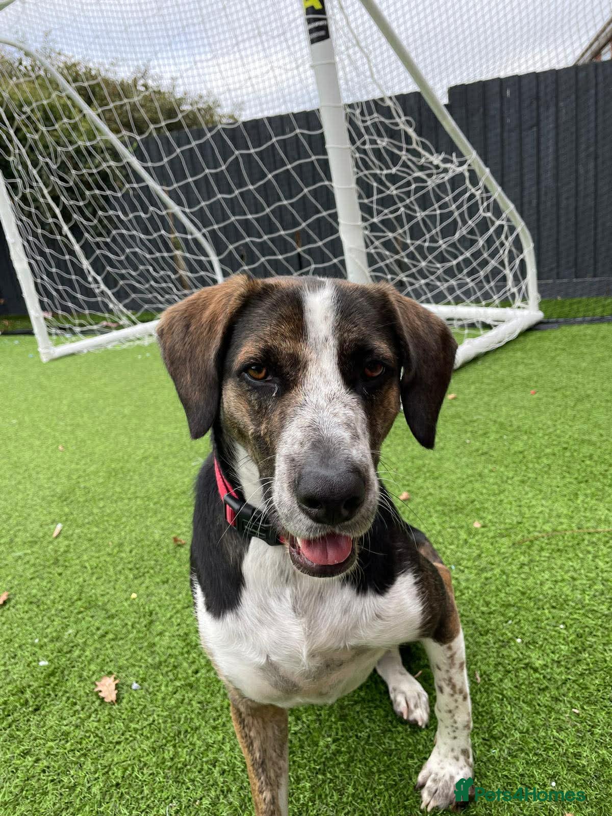 Mixed Breed dogs WILSON - 2 Years old, Male, Hound Mix - Advert 1