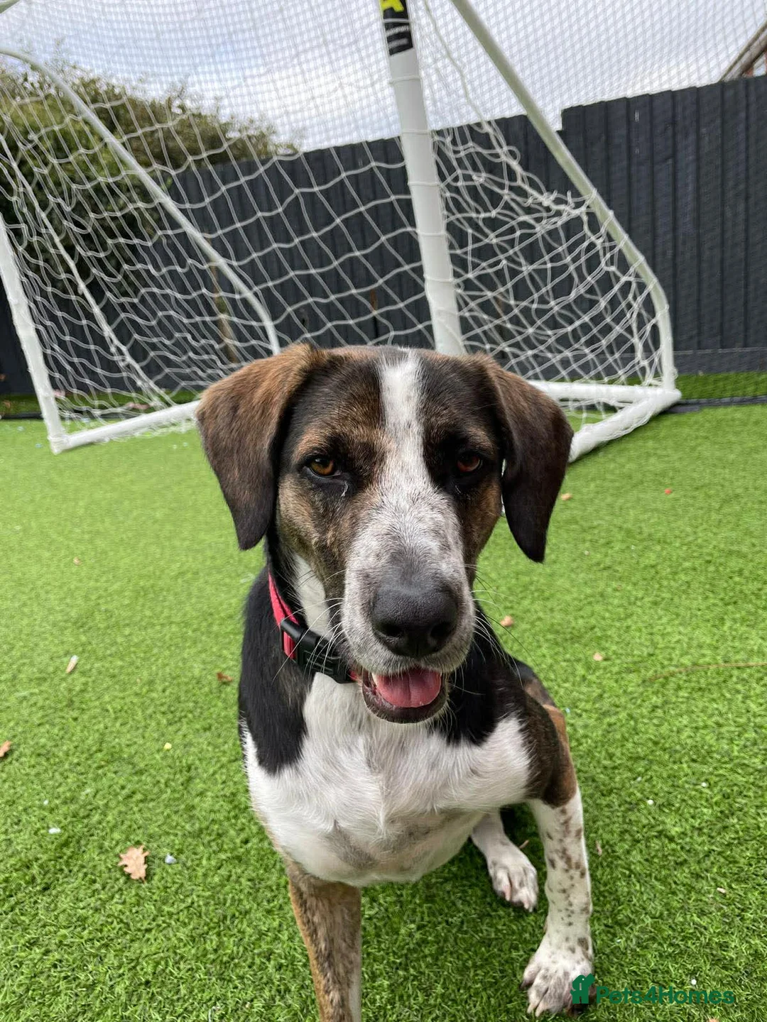 Mixed Breed dogs for adoption: WILSON - 2 Years old, Male, Hound Mix in Mold - Advert 1