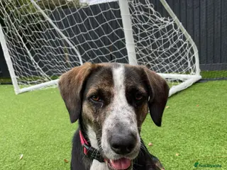 Mixed Breed dogs WILSON - 2 Years old, Male, Hound Mix - Advert 1