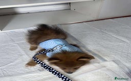 Pomeranian dogs for sale: Pomerian  - Image 3