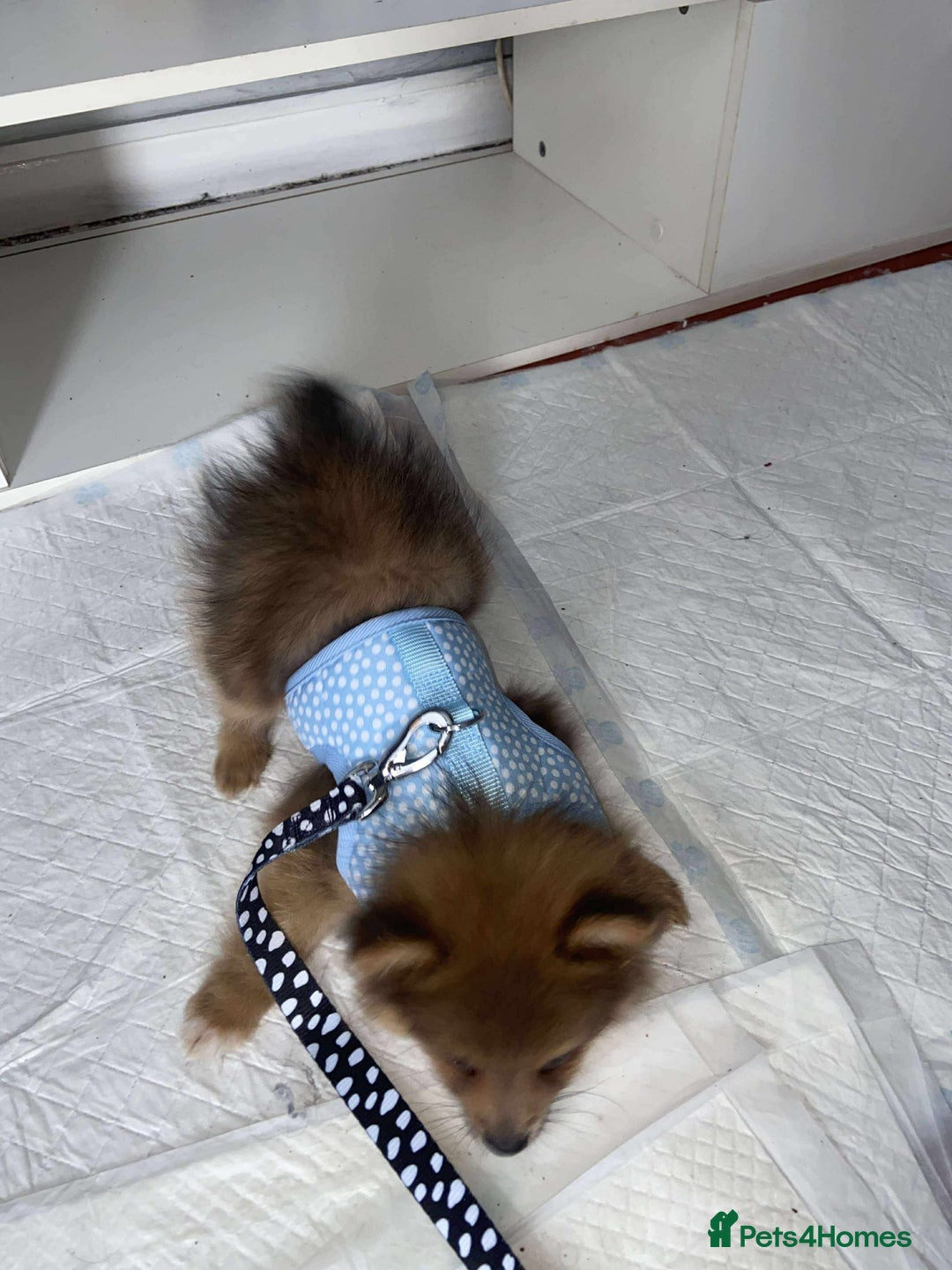 Pomeranian dogs for sale: Pomerian  - Image 3