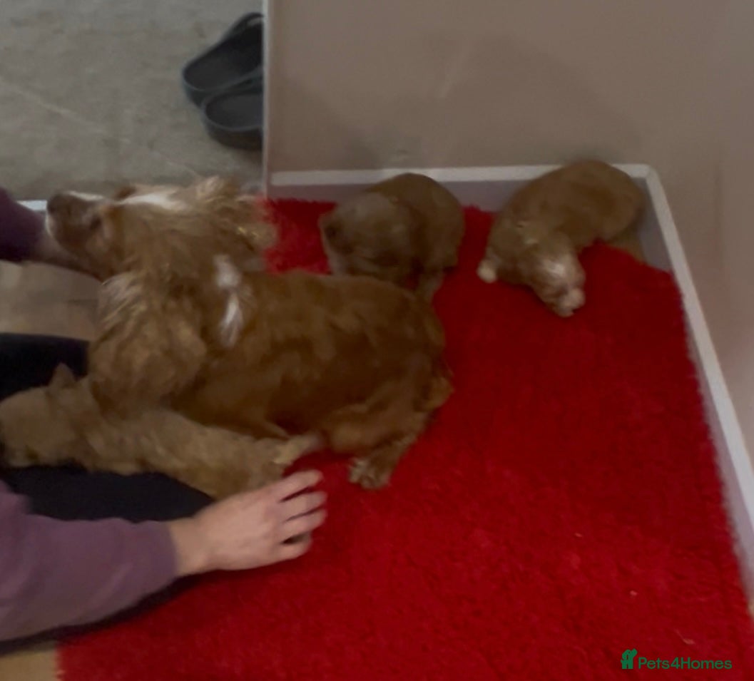 Cockapoo dogs Beautiful hereditary healthy male pups - Advert 4