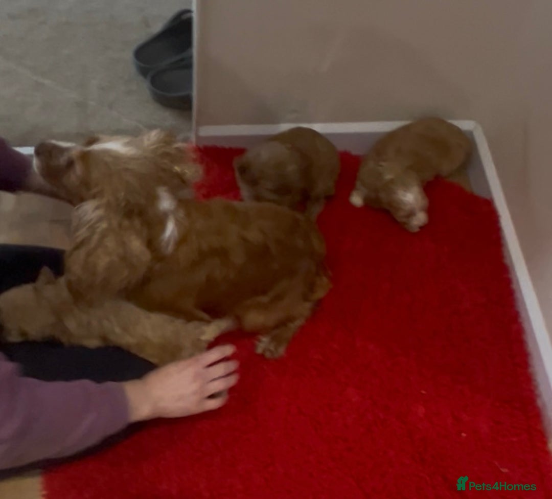 Cockapoo dogs for sale: Beautiful hereditary healthy male pups - Advert 2