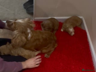 Cockapoo dogs Beautiful hereditary healthy male pups - Advert 1