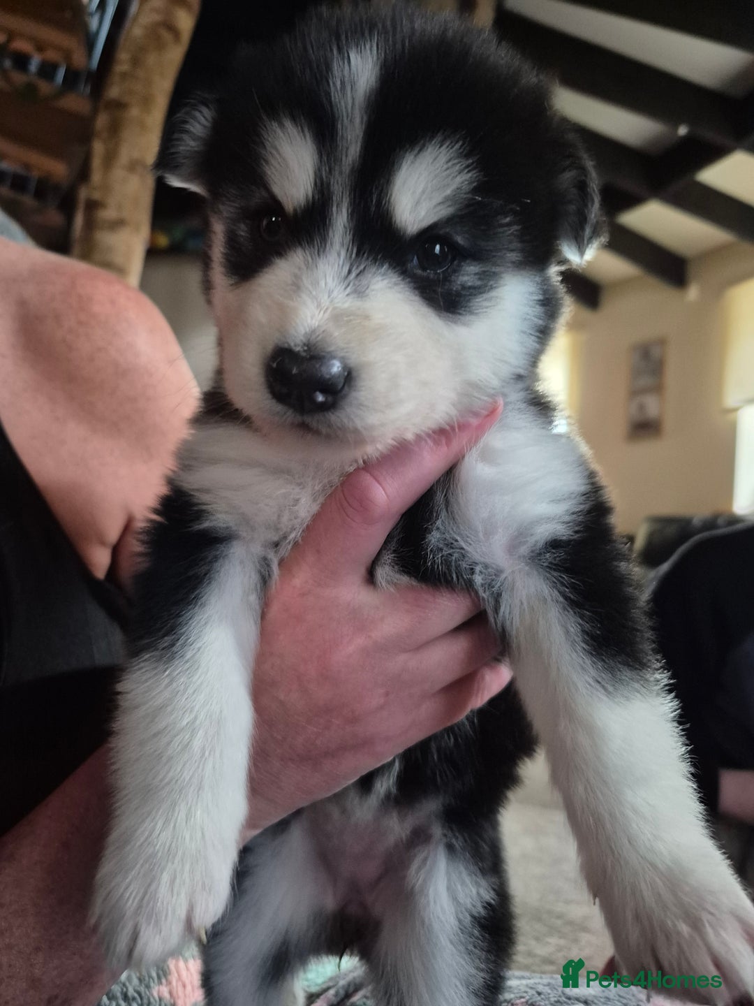 Alaskan Malamute dogs for sale: Alaskan malamute x huskie❤️ - Advert 7
