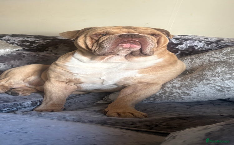 Dorset Olde Tyme Bulldogge dogs - Advert 1
