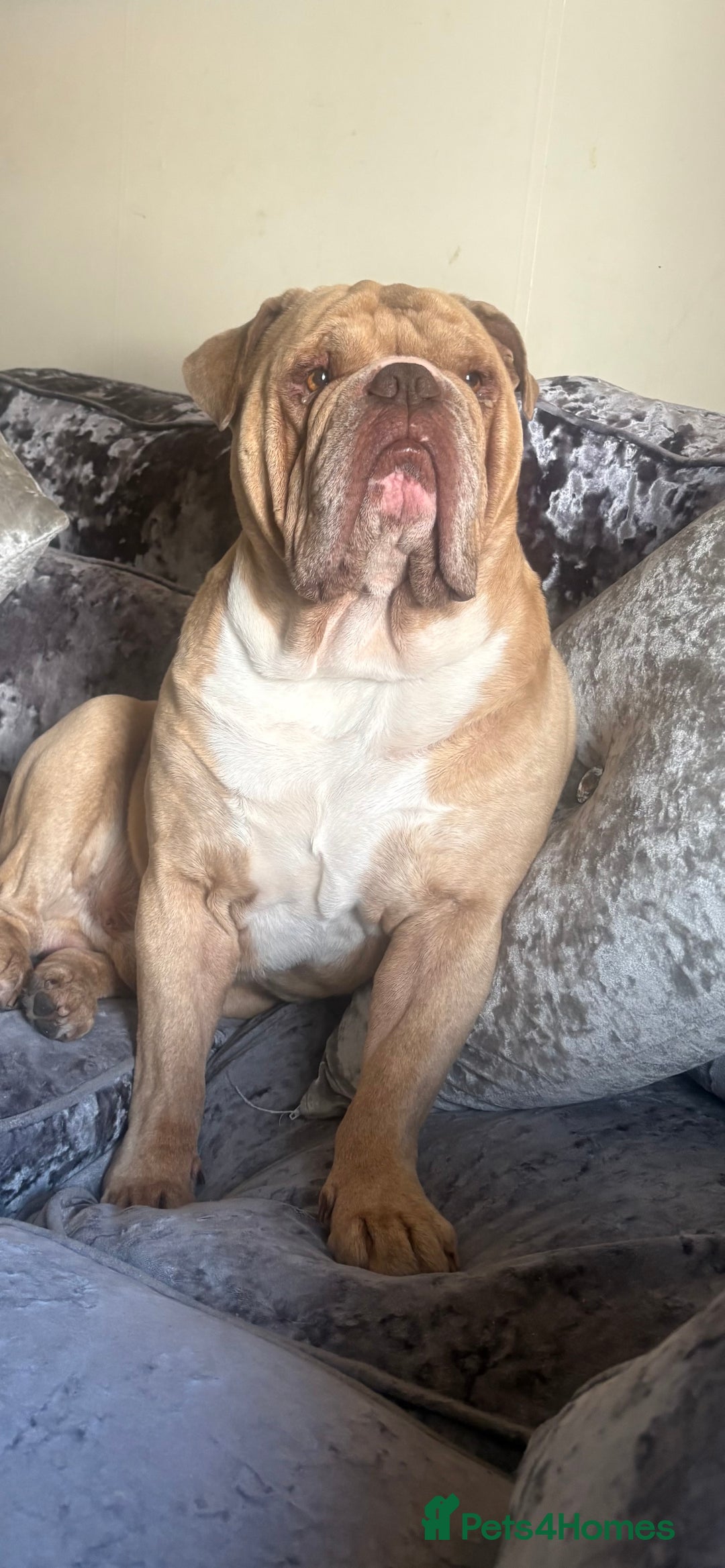 Dorset Olde Tyme Bulldogge dogs for stud: Zeus  - Image 1