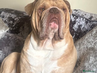 Dorset Olde Tyme Bulldogge dogs - Advert 1