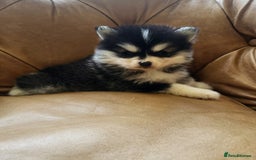 Pomsky dogs for sale:  toy size multi-generational pomsky puppies  - Image 11