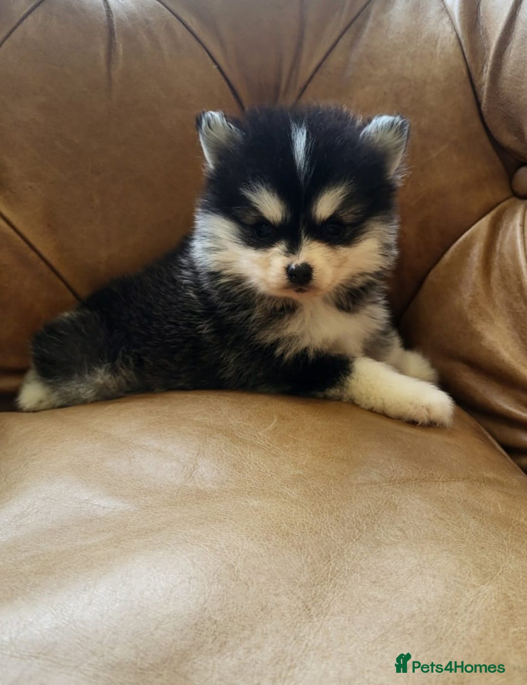 Pomsky dogs for sale:  toy size multi-generational pomsky puppies  - Image 11