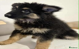 German Shepherd dogs for sale: German shepherd pups  - Image 24