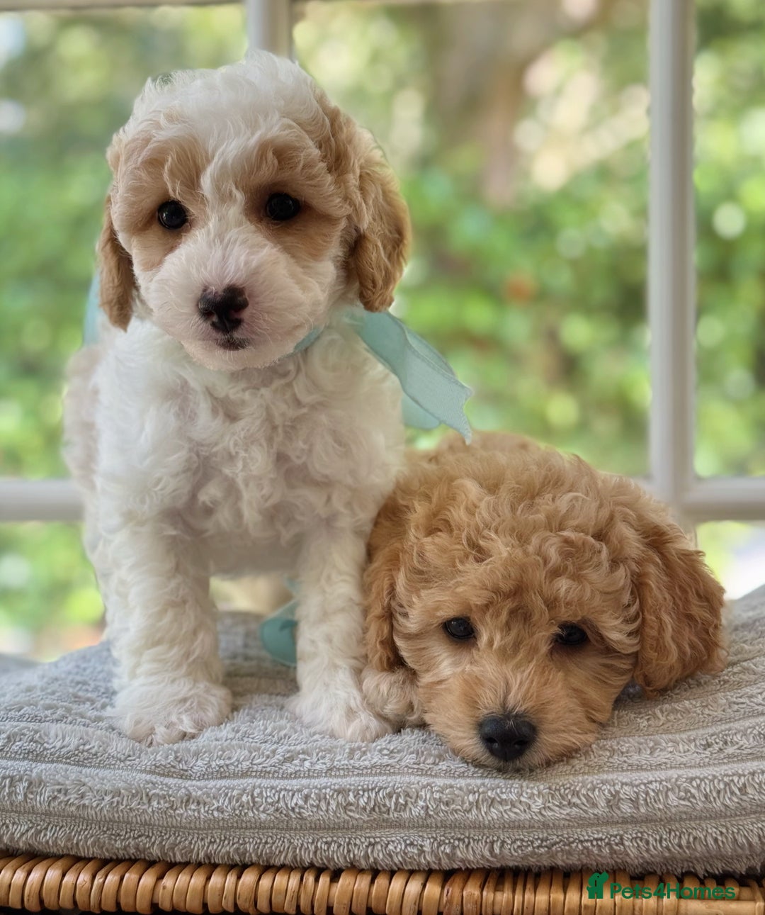 Mixed Breed dogs for sale: Teddy bear puppies - Image 19
