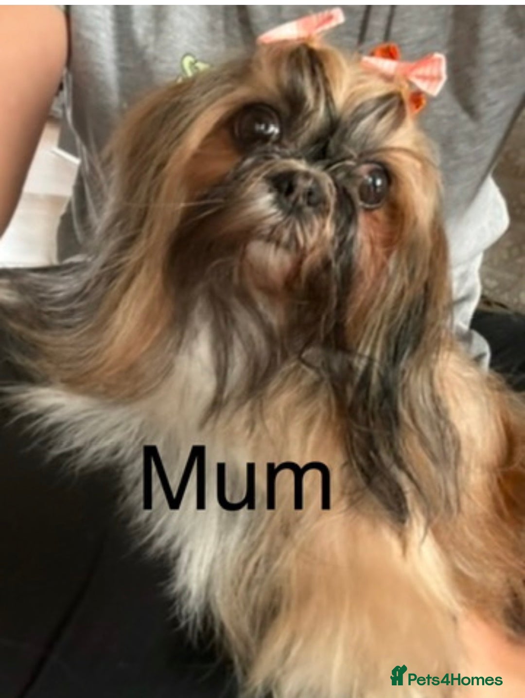 Shih Tzu dogs for sale: 💖 Imperial Shih Tzu Puppies 2 boys and 2 girls - Advert 2