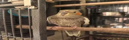 Cockatiels birds for sale: Male & Female Cockatiel  in Doncaster - Advert 6
