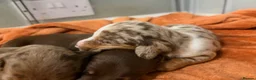 Dachshund dogs for sale: Mini dachshunds  - Advert 10