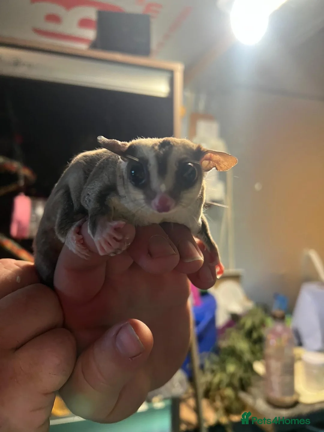 Sugar Glider rodents for sale: Sugar gliders  - Advert 1