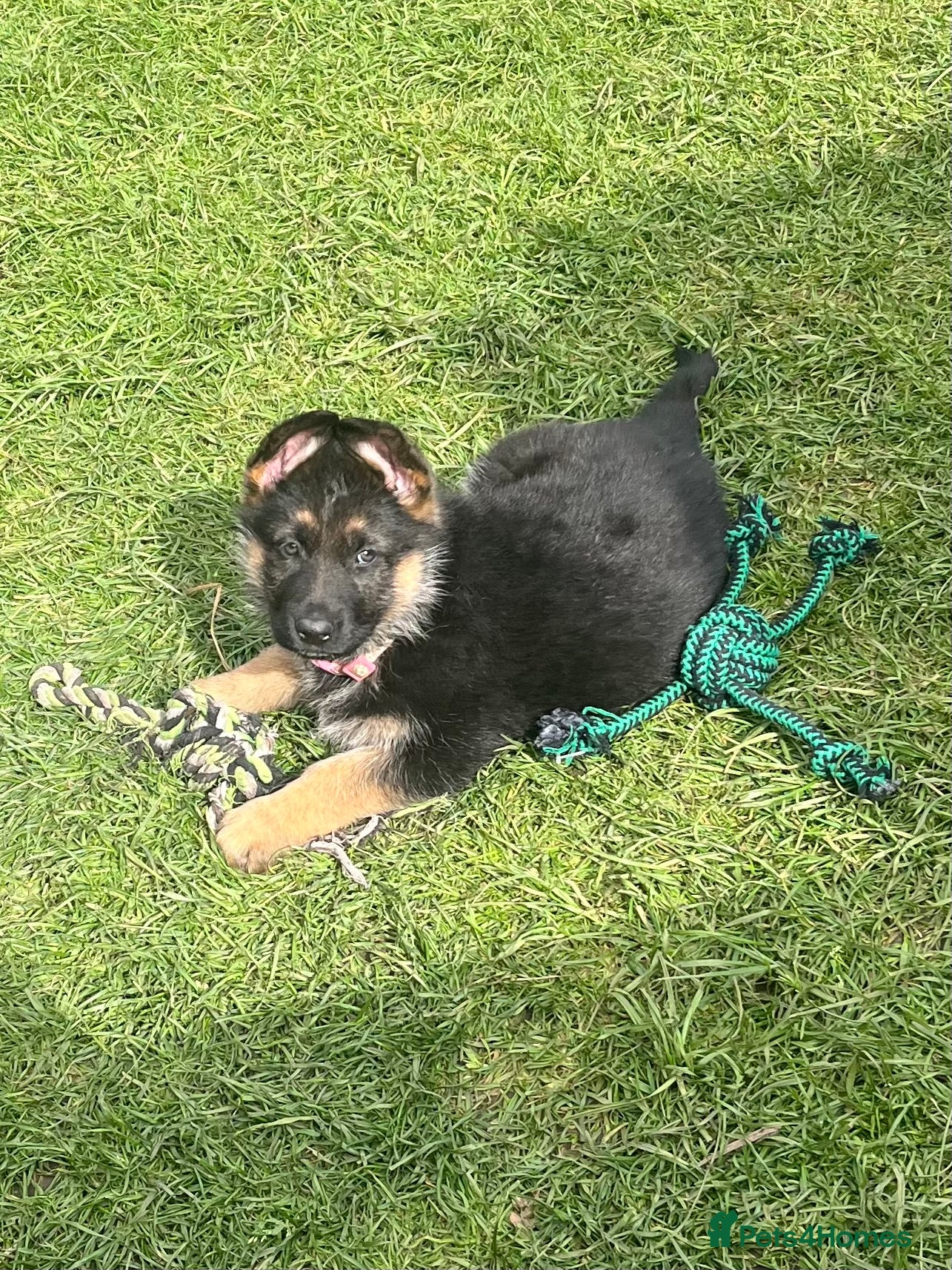 German Shepherd dogs Kc registered German shepherd puppies  - Advert 1