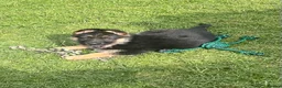 German Shepherd dogs for sale: 🐾Ready to leave Kc reg German shepherd puppies🐾 - Advert 1
