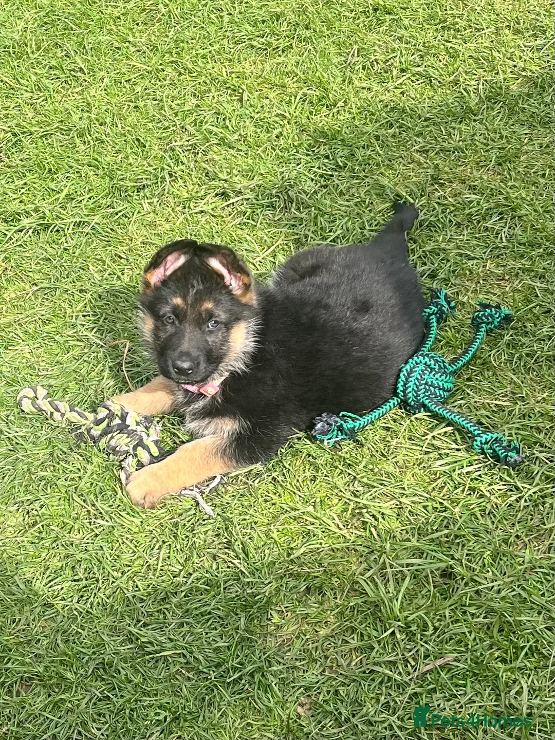 German Shepherd dogs for sale: 🐾Ready to leave Kc reg German shepherd puppies🐾 - Advert 1