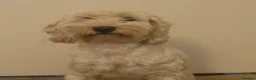 Cockapoo dogs for sale: Ivory  - Advert 3