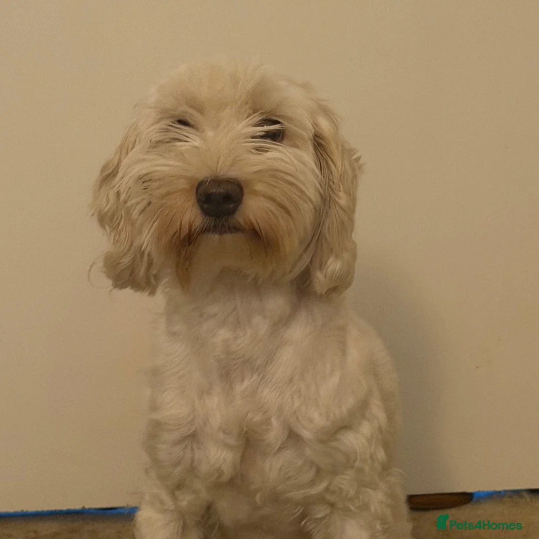 Cockapoo dogs for sale: Ivory  - Advert 3