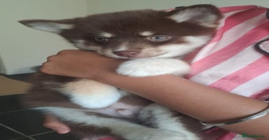 Pomsky dogs - Advert 11