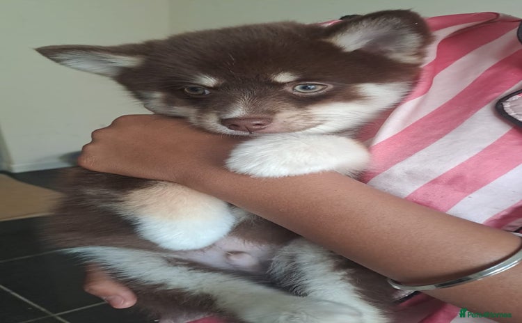 Pomsky dogs - Advert 1
