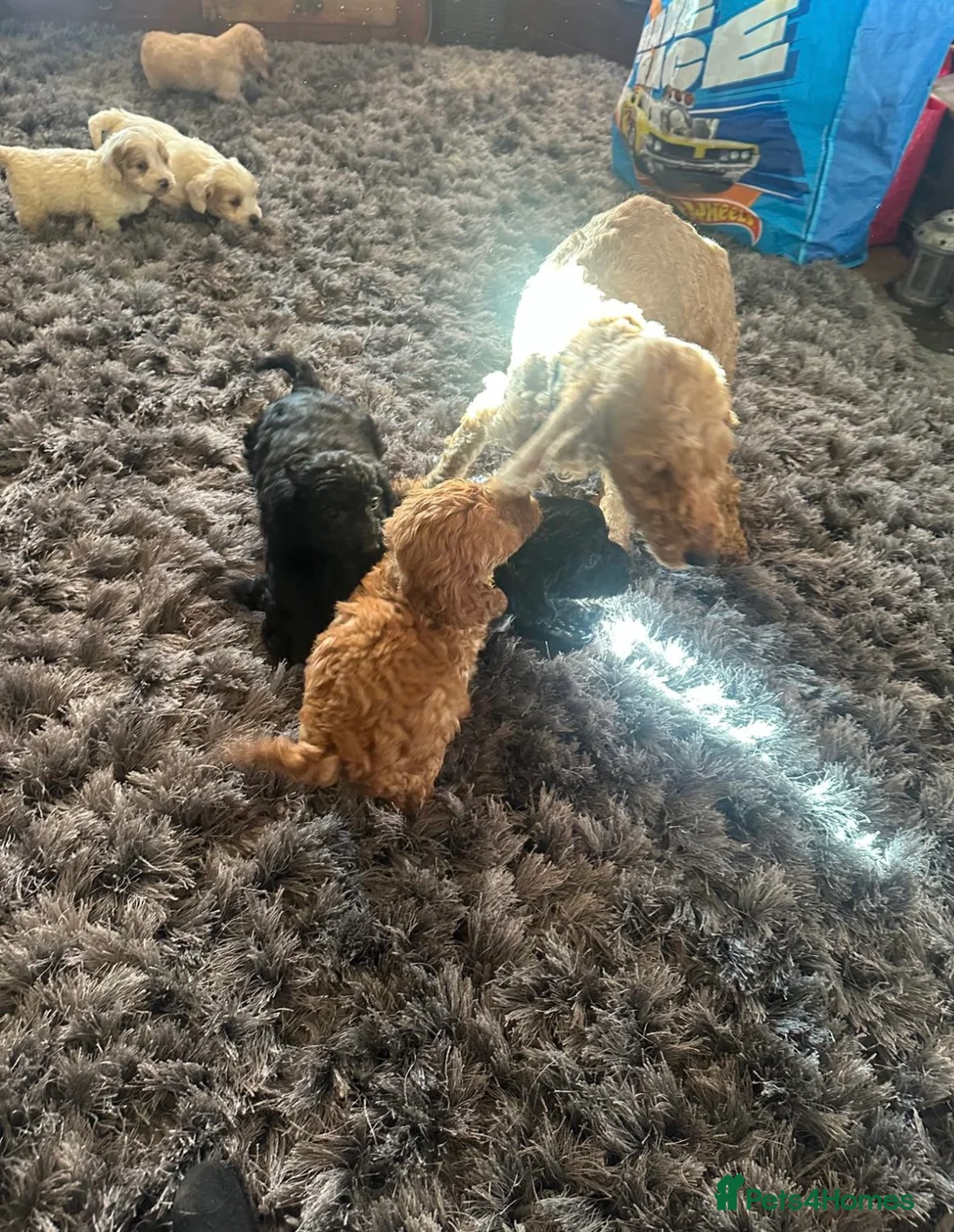 Cockapoo dogs for sale: Ready Now last 3  £1000 ovno f3cockapoo puppies  - Advert 17