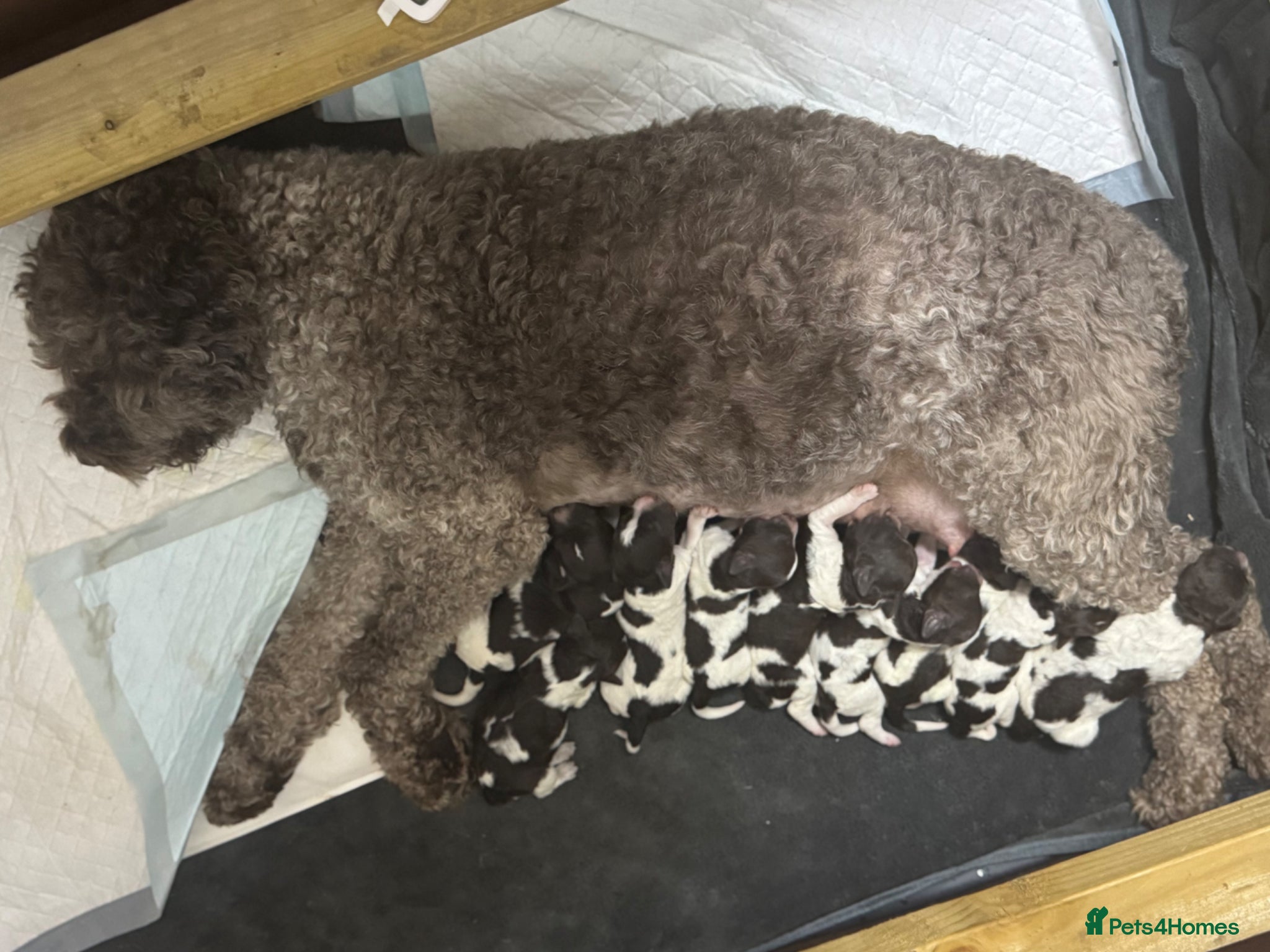 Lagotto Romagnolo dogs Lagotto Romanoglo pups - Advert 2