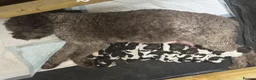 Lagotto Romagnolo dogs for sale: Lagotto Romanoglo pups - Advert 6