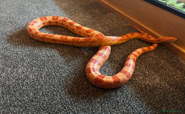 Snake reptiles in Dewsbury - Advert 3