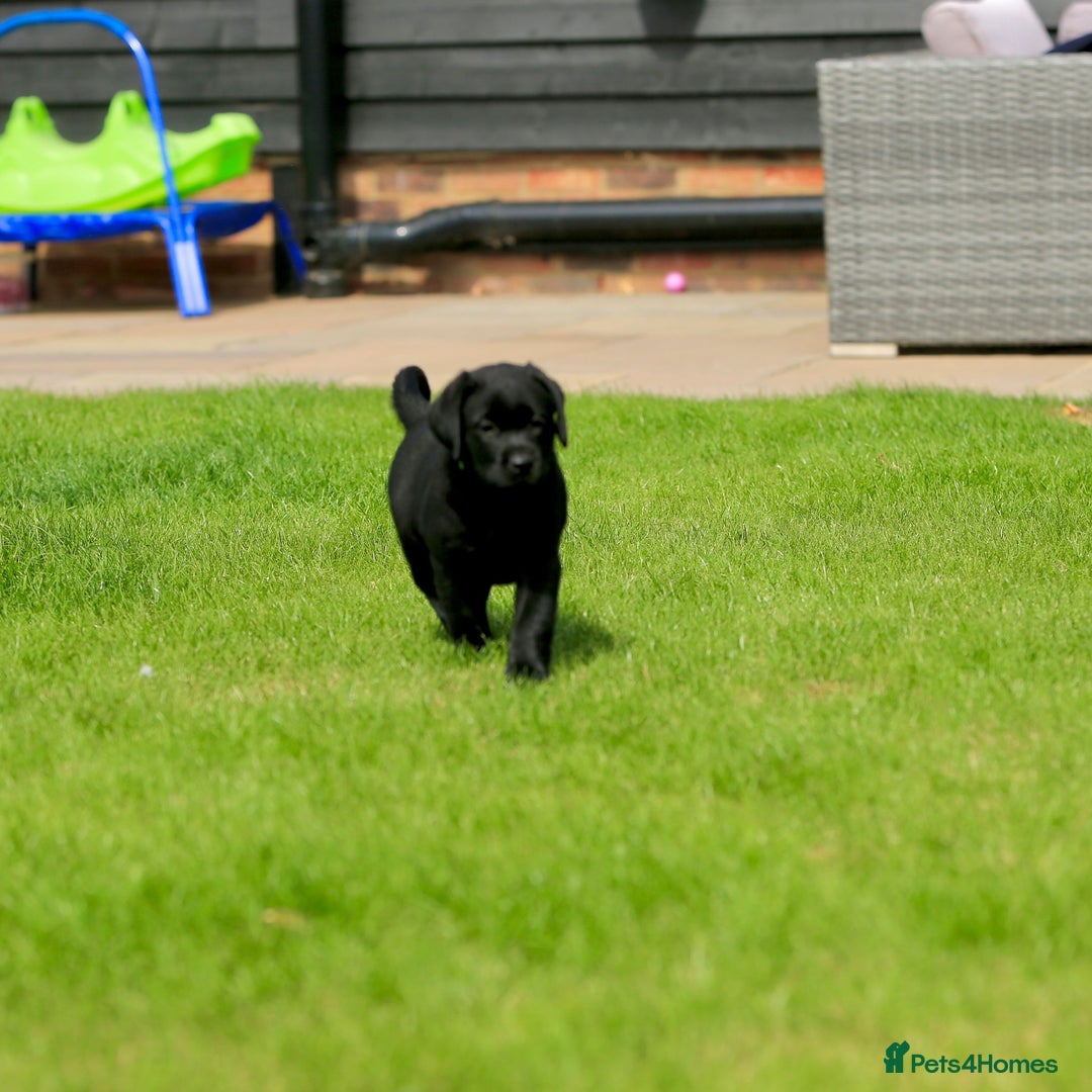 Labrador Retriever dogs for sale: Stunning litter of 6 Labrador Puppies  - Image 8