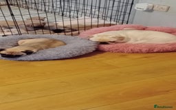 Pug dogs for stud: Casper - Image 11