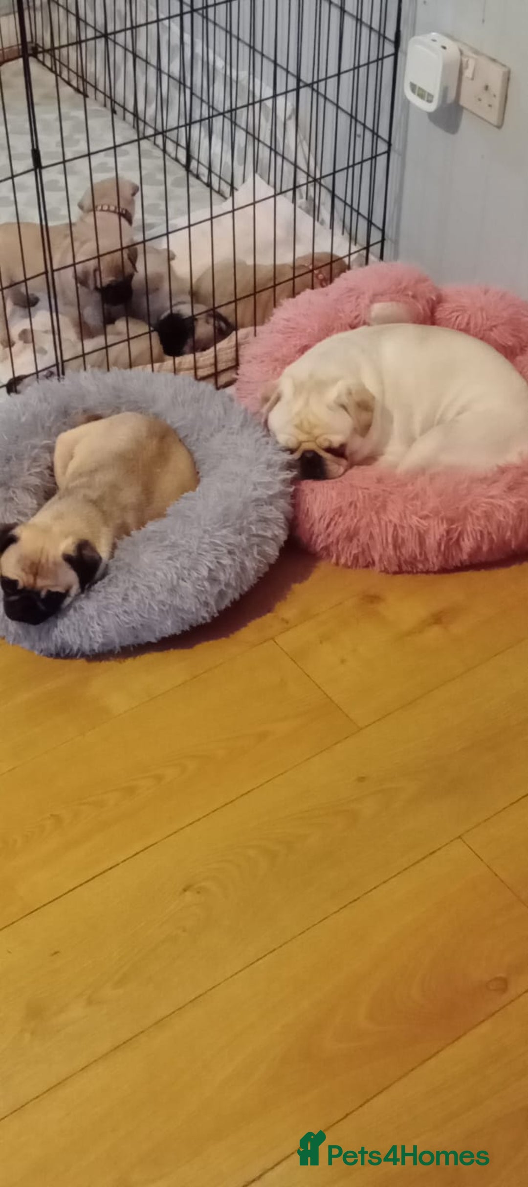 Pug dogs for stud: Casper - Image 11