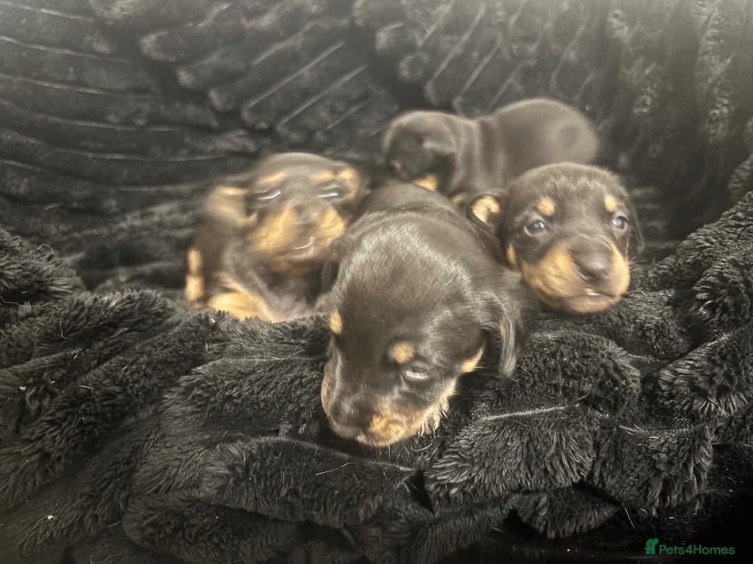 Mixed Breed dogs for sale: Dachshund X  - Advert 7
