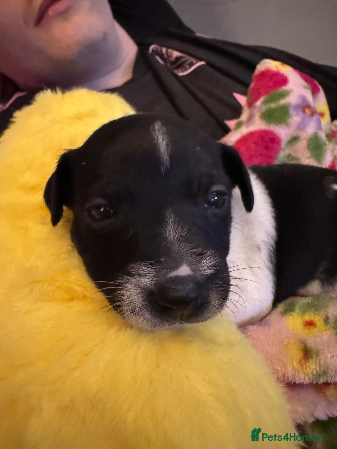 Jack Russell dogs for sale: Jack Russell pups - Advert 7