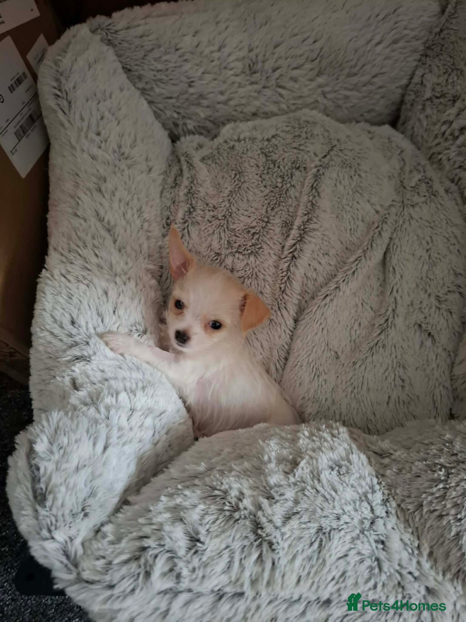 Mixed Breed dogs Lucy 8 weeks old - Advert 1