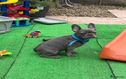 French Bulldog dogs for sale: French bulldog puppy  - Image 3