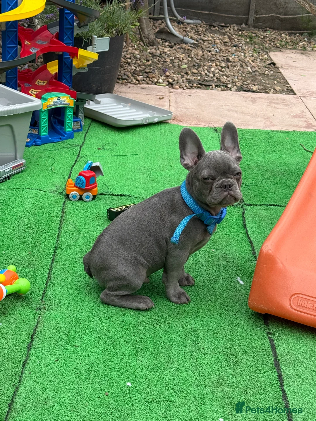 French Bulldog dogs for sale: French bulldog puppy  - Advert 3