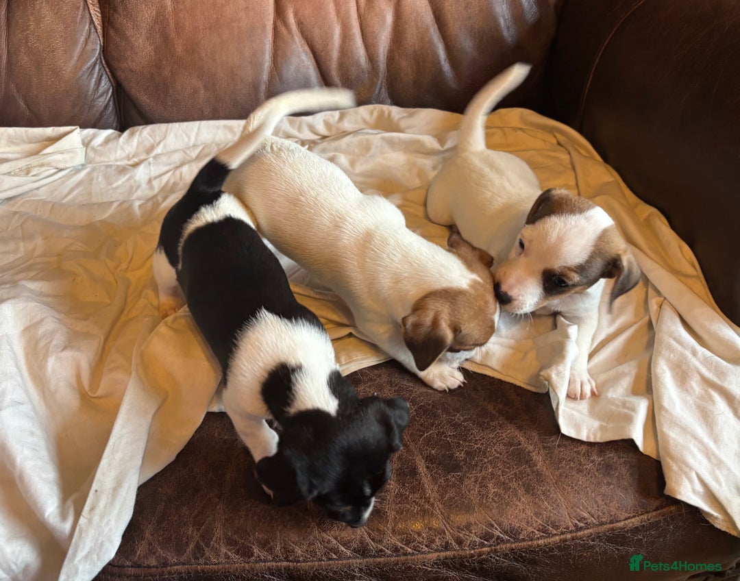 Jack Russell dogs for sale: Jack Russell puppies for sale - Image 8