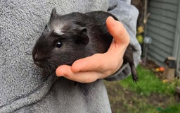 Guinea Pig rodents for sale: Young Guinea Pigs – 3 Litters Ready & Reserve - Image 15
