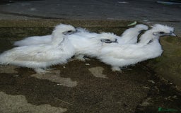 Chickens poultry for sale: Beautiful white silkie chicks  - Image 3