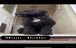Mixed Breed dogs for sale: Tibetan Terrier x cockerpoo  - Image 14