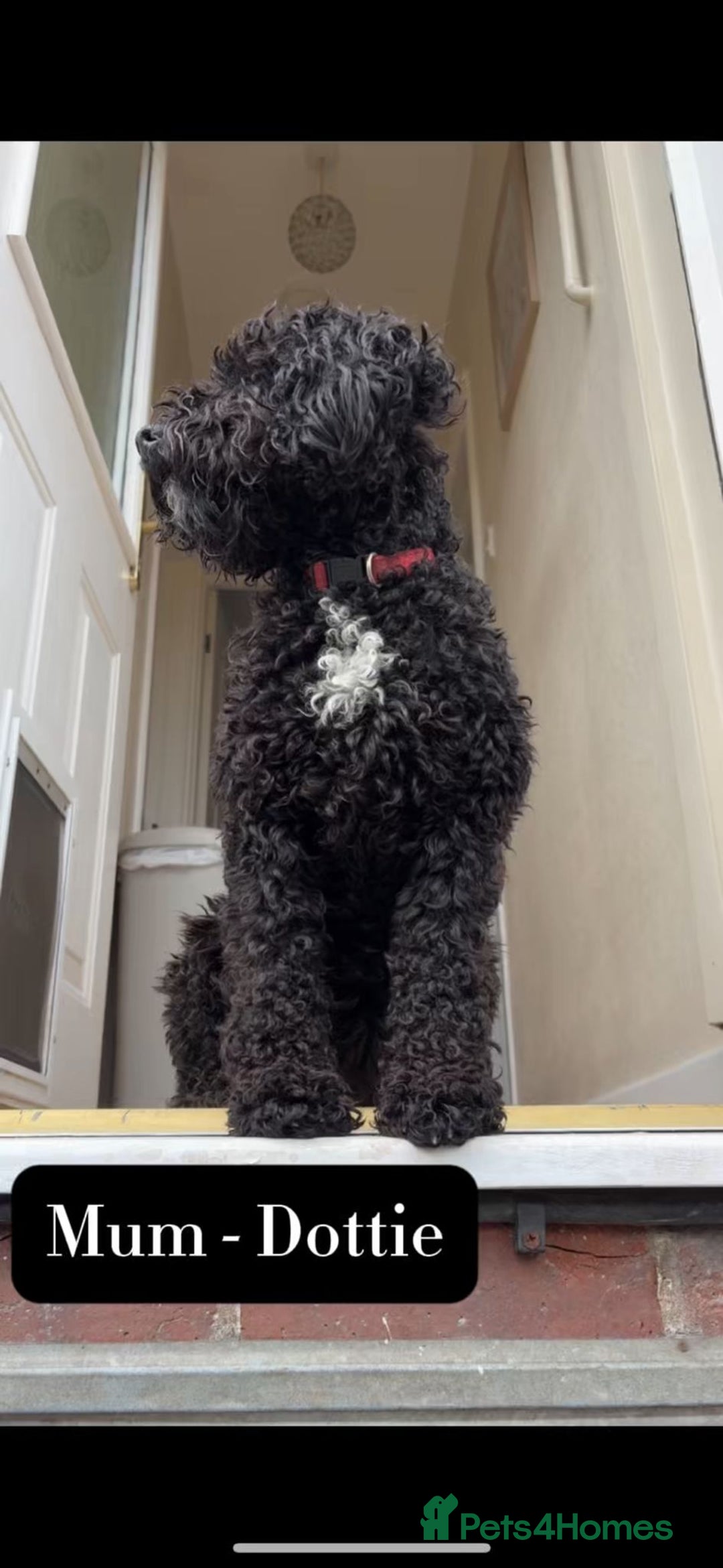 Mixed Breed dogs for sale: Tibetan Terrier x cockerpoo  - Image 14