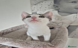 Bengal cats for sale: Male bengal cross - Image 7